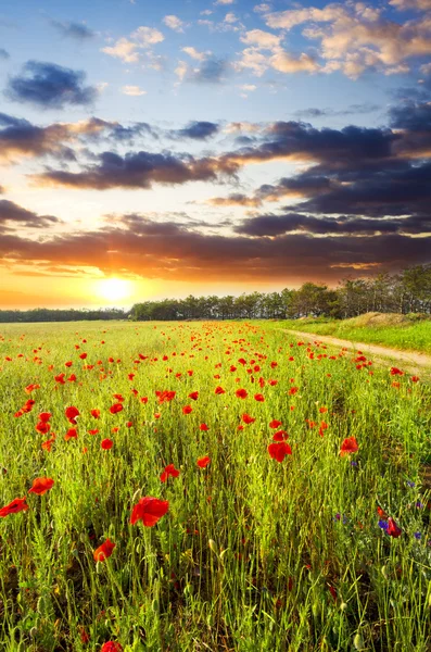 红罂粟反对落日的天空 — 图库照片