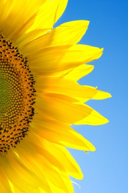 Sunflower against the blue sky. clipart