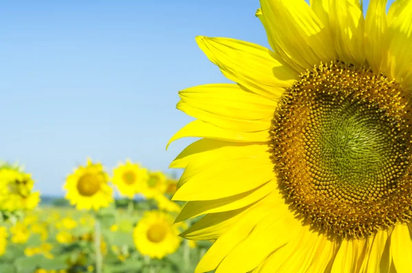 Sunflower on a farmer field — Stock Photo, Image