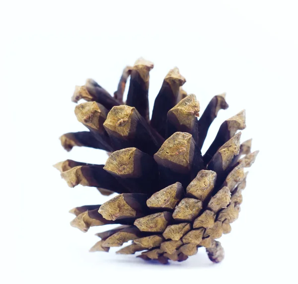 El cono de pino — Foto de Stock