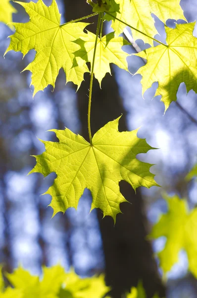 Листья на кленовых ветвях — стоковое фото