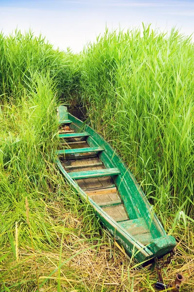 Зеленая лодка в высокой трости — стоковое фото