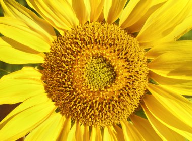 Sun flower clipart