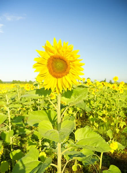 Sonnenblume auf einem Bauernfeld — Stockfoto