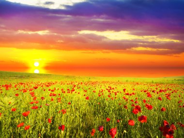 Poppies against the sunset sky clipart