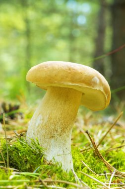 Mantar (Boletus mantarı)