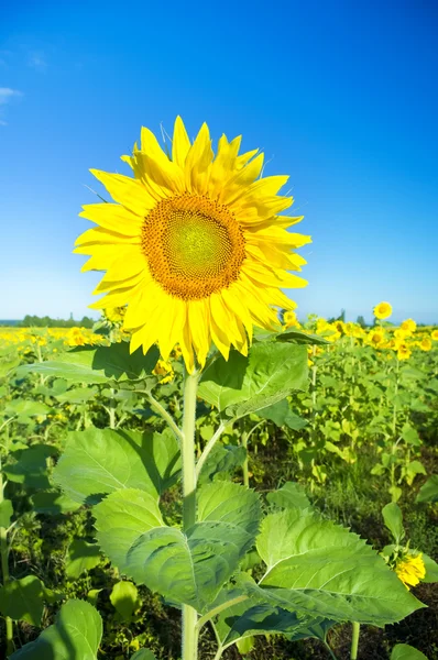 Slunečnice na poli farmář — Stock fotografie