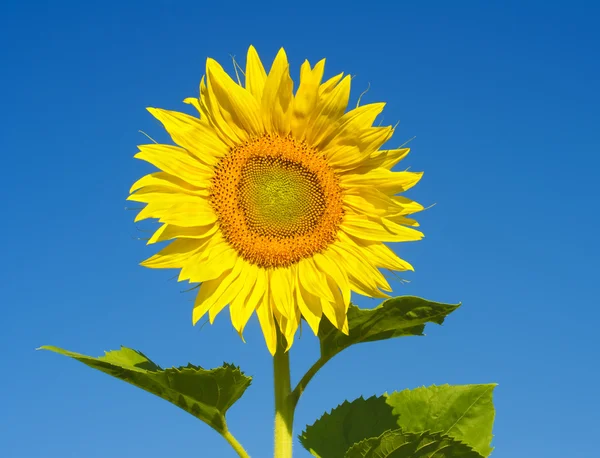 Sunflower against blue sky — Stock Photo, Image