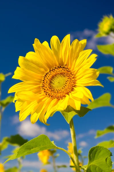 Sunflower on a farmer field — Stock Photo, Image