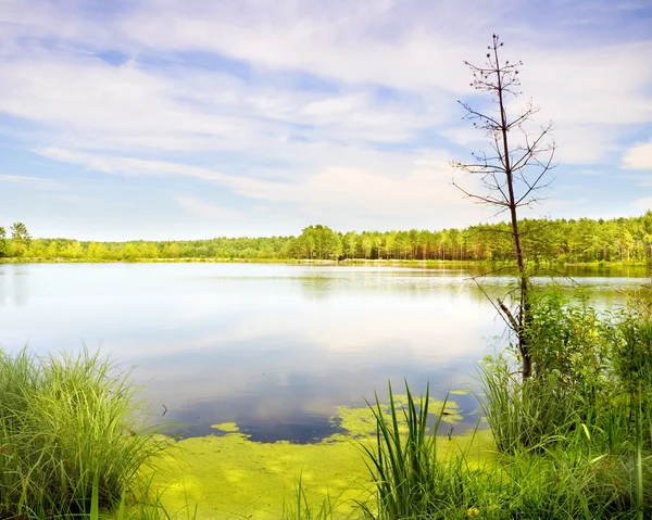 Jezioro w drewno dziki — Zdjęcie stockowe