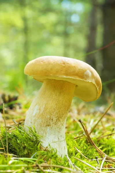 Mushroom ( Boletus edulis) — Stock Photo, Image
