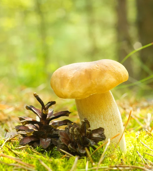 Mushroom (Boletus edulis) — Stockfoto