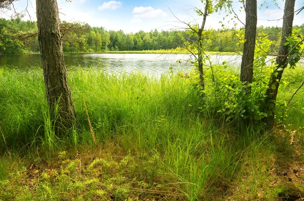 Árvores na margem do lago — Fotografia de Stock