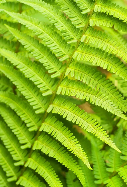 Green Fern Leaves — Stock Photo, Image