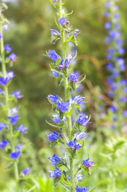 Yunan kediotu (polemonium caeruleum).