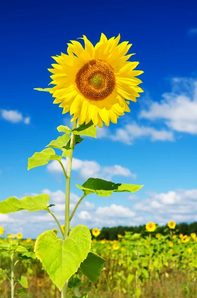 Sonnenblume gegen den blauen Himmel — Stockfoto