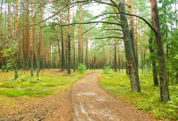 Camino en bosque de pinos . — Foto de Stock