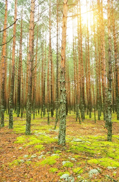 Foresta di pino estivo — Foto Stock