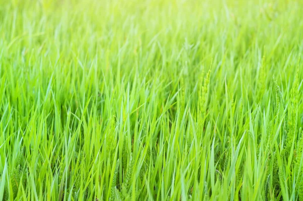 Groene lente en de zomer gras close-up. — Stockfoto