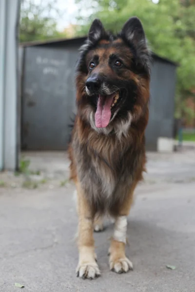 Shepherd dog outdoors (Tervueren) — Stock Photo, Image