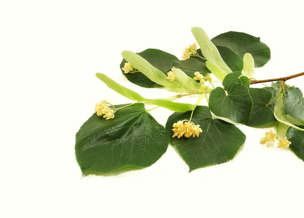 Lime flowers — Stock Photo, Image