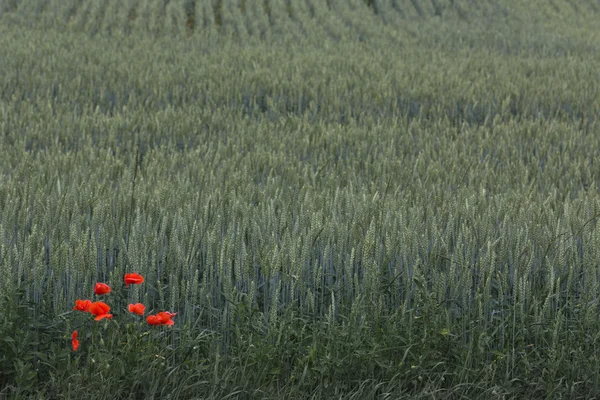 stock image Red poppies