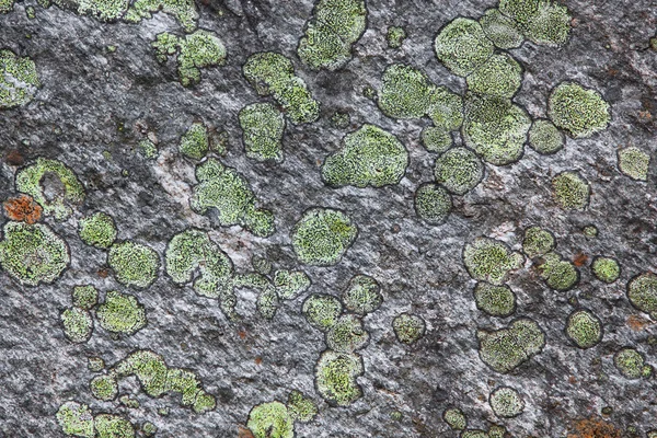 Stone with fungus — Stock Photo, Image