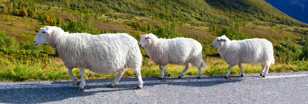 Овцы идут по дороге — стоковое фото