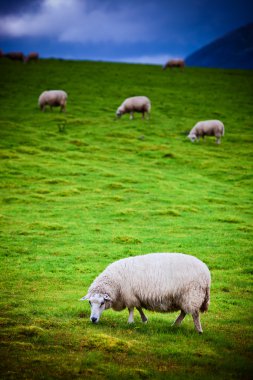 Sheeps on pasture clipart