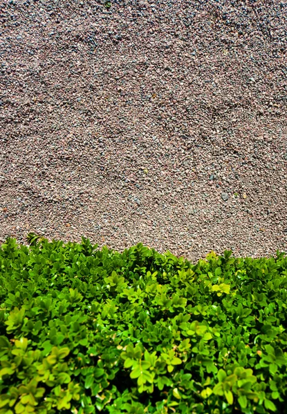 Planta e pedras pequenas — Fotografia de Stock
