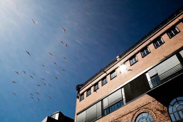 Ptaki i góry budynku — Zdjęcie stockowe