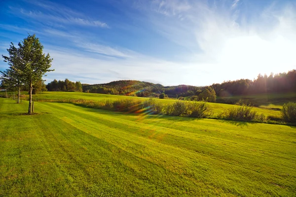 Зелене поле на заході сонця — стокове фото