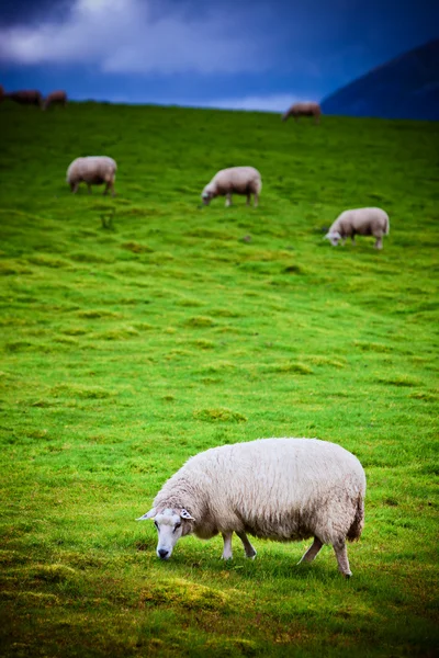 Sheeps op de weide — Stockfoto