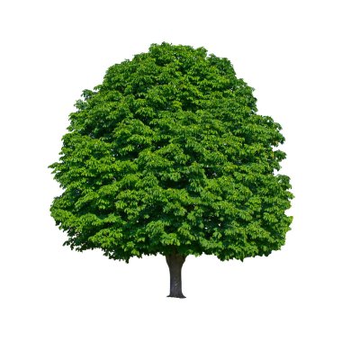 Large green chestnut tree grows in isolation clipart