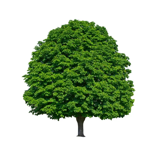 stock image Large green chestnut tree grows in isolation