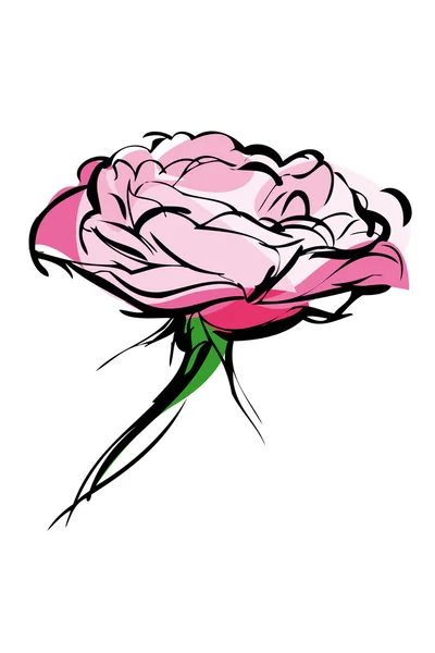 白い背景の上にバラのつぼみのスケッチ — ストックベクタ