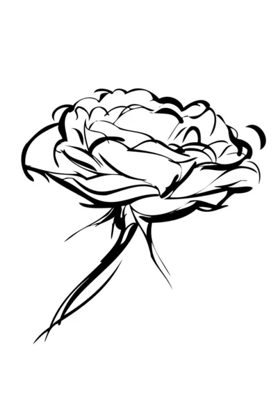 Skiss av rose på en vit bakgrund — Stock vektor