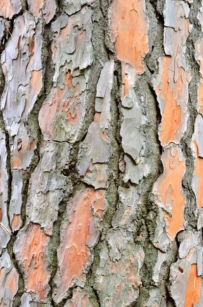 Corteza de pino vieja — Foto de Stock
