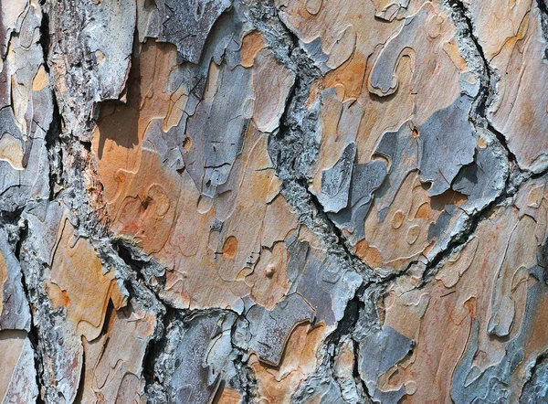 Casca de pinheiro velho — Fotografia de Stock