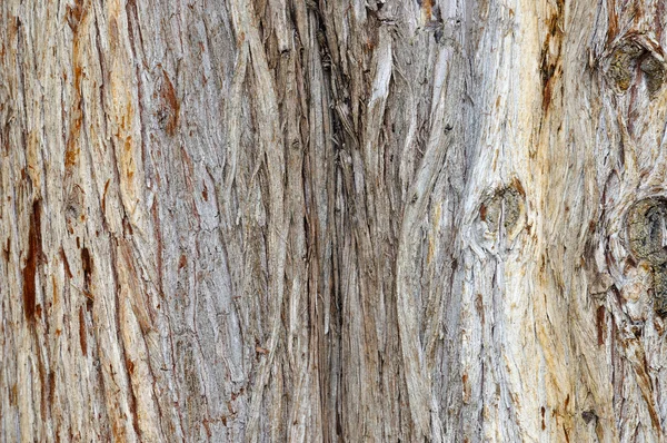 Gammal cypress bark — Stockfoto