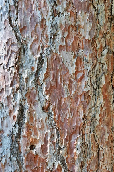 Gammal tall-bark — Stockfoto