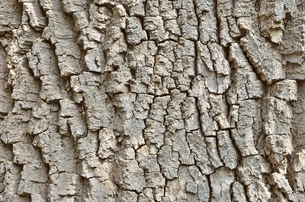 Corteccia di quercia vecchia — Foto Stock