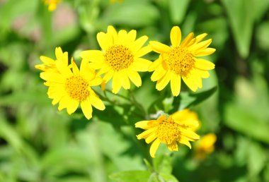 North American arnica (Arnica chamissonis) clipart