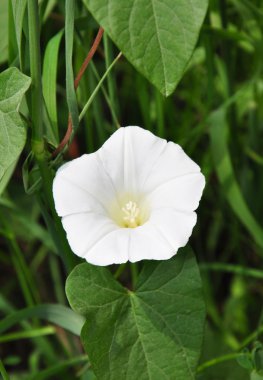 Larger bindweed (Calystegia sepium) clipart