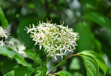 Ortak kızılcık (Cornus sanguinea)