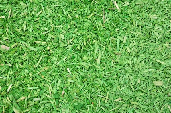 Green woodchips — Stock Photo, Image