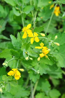 Greater celandine (Chelidonium majus) clipart