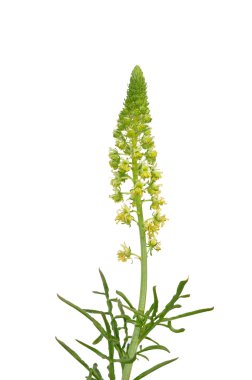 Vahşi mignonette (küf lutea)