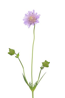 Küçük scabious (Scabiosa columbaria)