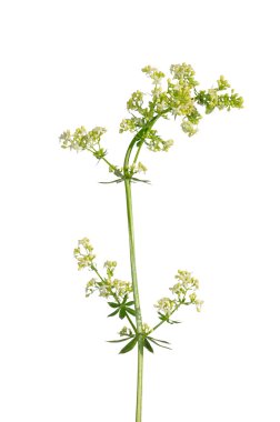 Upright bedstraw (Galium mollugo) clipart